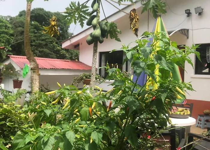 Papaya Villa Misere